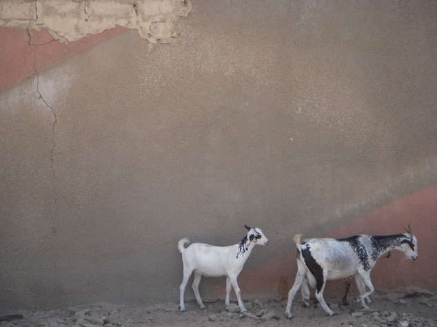 Picture of two goats beside a wall
