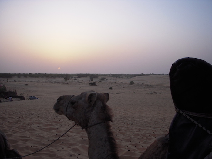 Picture in the desert of a camel and the sunset
